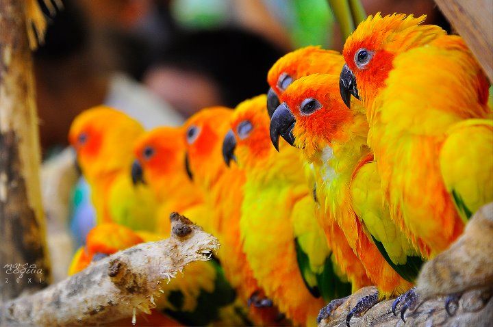 LES AMATEURS DE BECS CROCHUS