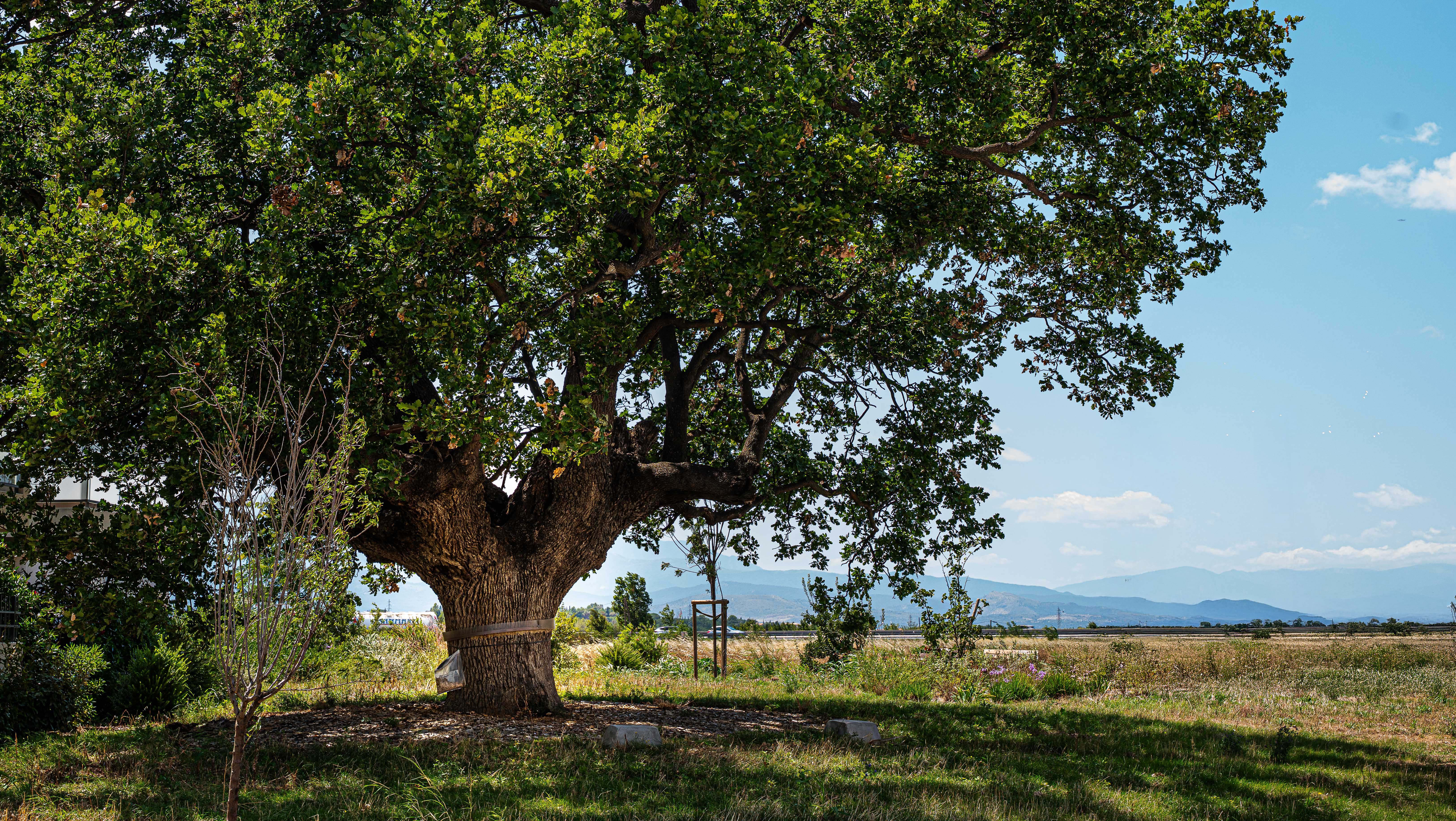🌿 Le sentier du Grand Chêne : une balade entre nature et patrimoine à Pollestres